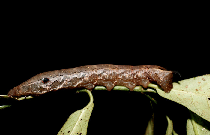 Fig. 12 Vista lateral de <i>Xylophanes maculator</i></i> (Sphingidae). Sobre <i>Psychotria horizontalis</i></i> (Rubiaceae). (13-SRNP-36556-DHJ801806.jpg)
