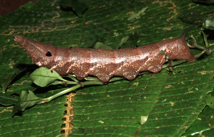 Fig. 13 Vista lateral de <i>Xylophanes cyrene</i></i> (Sphingidae). Sobre <i>Psychotria chagrensis</i></i> (Rubiaceae). (17-SRNP-30073-DHJ735960.jpg)