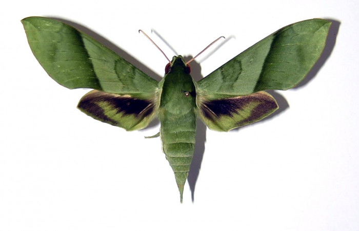 Fig. 1 Vista dorsal de la hembra <i>Xylophanes tyndarus</i></i> (Sphingidae). (04-SRNP-22185-DHJ99498).