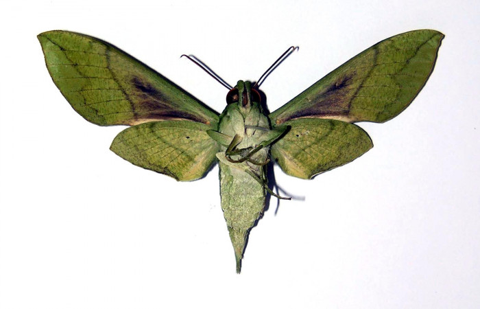 Fig. 2 Vista ventral de la hembra <i>Xylophanes tyndarus</i></i> (Sphingidae). (04-SRNP-22185-DHJ99499).