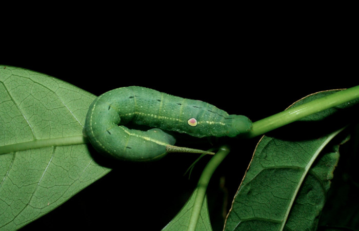 Fig. 4 Vista dorsal oruga <i>Xylophanes tyndarus</i></i> (Sphingidae). (09-SRNP-56414-DHJ460367.jpg).