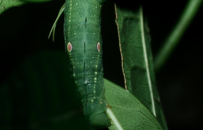 Fig. 5 Vista de la parte torácica de la oruga <i>Xylophanes tyndarus</i></i> (Sphingidae). (09-SRNP-56414-DHJ460377.jpg).