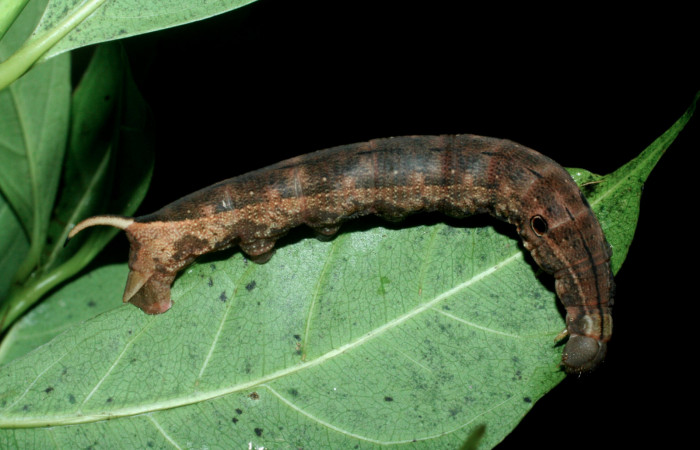 Fig. 6 Vista dorso lateral de la oruga <i>Xylophanes tyndarus</i></i> (Sphingidae). Sobre <i>Faramea occidentalis</i></i> (Rubiaceae) (09-SRNP-56477-DHJ457007.jpg).