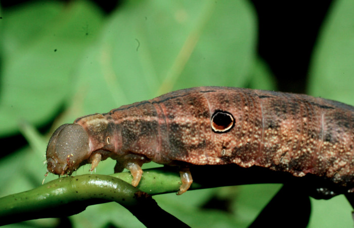 Fig. 7 Oruga de <i>Xylophanes tyndarus</i></i> (Sphingidae). Sobre <i>Faramea occidentalis</i></i> (Rubiaceae) (09-SRNP-56477-DHJ457017.jpg).