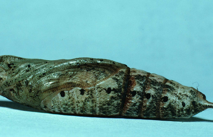 Fig. 8 Pupa de <i>Xylophanes tyndarus</i></i> (Sphingidae). (83-SRNP-693-DHJ5555.jpg).