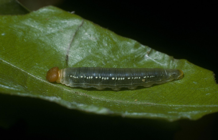 Fig.10. Larva de <i>Entheus</i></i> Burns03 en penúltimo estadio. Voucher :04-SRNP-55947-DHJ87536.jpg.
