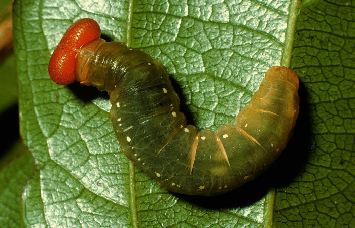 Fig.12. Larva de <i>Entheus</i></i> Burns02 en último estadio. Voucher : 95-SRNP-714-DHJ22103.jpg.