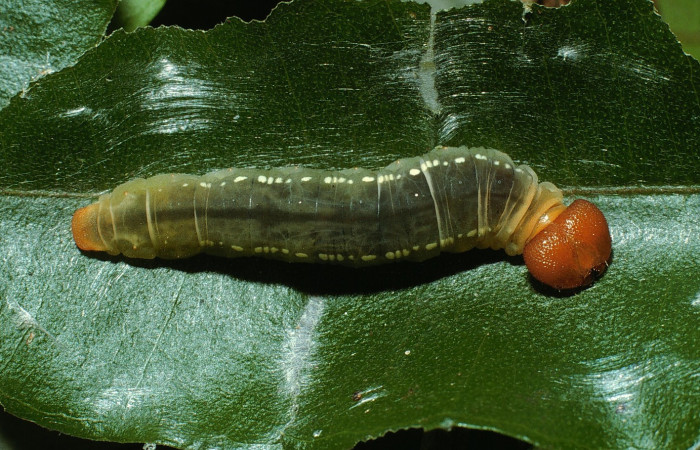 Fig.13. Larva de <i>Entheus</i></i> Burns03 en último estadio. Voucher : 03-SRNP-6131-DHJ74348.jpg.