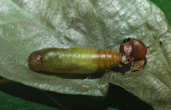 Fig.14. Pupa de <i>Entheus</i></i> Burns02. Voucher : 16-SRNP-70997-DHJ733209.jpg.