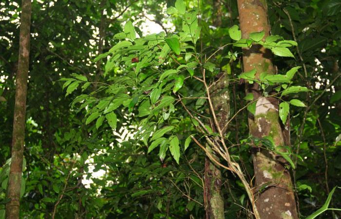 Fig.16. Mostrando arbusto y corteza de <i>Matudaea trinervia</i></i>, planta hospedera de <i>Entheus</i></i> Burns02. 