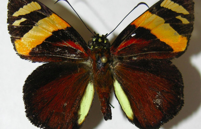 Fig.2. Adulto de <i>Entheus</i></i> Burns02. Macho vista dorsal. Voucher : 08-SRNP-33091-DHJ504796.jpg.