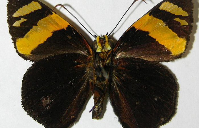 Fig.4. Adulto de <i>Entheus</i></i> Burns02. Macho vista dorsal. Voucher : 08-SRNP-33091-DHJ504797.jpg.