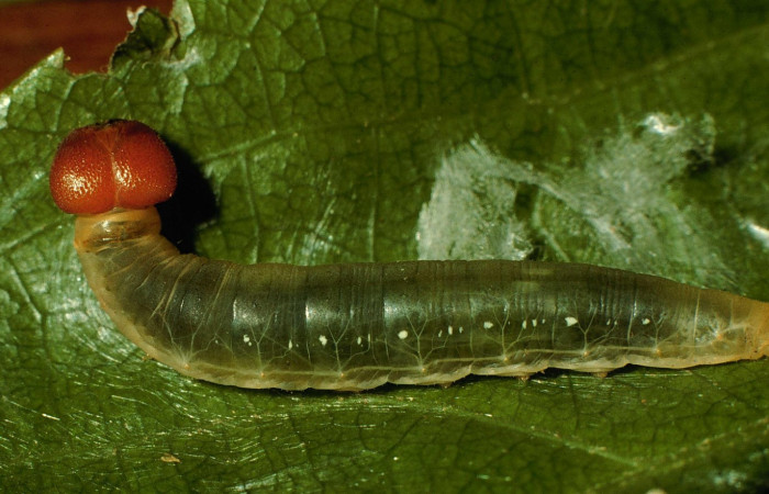 Fig.9. Larva de <i>Entheus</i></i> Burns02 en penúltimo estadio. Voucher : 98-SRNP-4449-DHJ45220.jpg.
