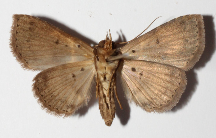 Fig.10 Adulto <i>Antiblemma lacteigera</i></i> ventral. macho. Voucher; 15-SRNP-80080-DHJ905729.jpg