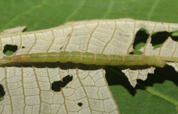 Fig.1 Larva <i>Antiblemma lacteigera</i></i>  en penúltimo estadío mostrando la parte lateral.  Voucher: 17-SRNP-71443-DHJ738068.jpg