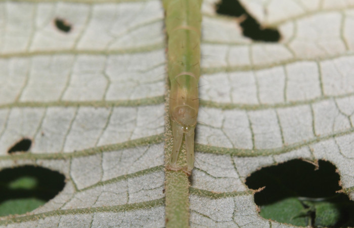 Fig.2 Larva  <i> Antiblemma lacteigera</i></i> en último estadío mostrando la parte propatas, caracteristica. importante de la familia Erebidae Voucher: 17-SRNP-71443-DHJ738074.jpg