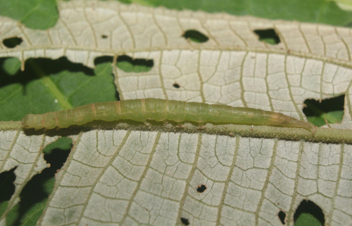 Fig .4  Larva <i>Antiblemma lacteigera</i></i>  en último estadio mostrando parte lateral últimos segmentos. Voucher: 17-SRNP-71443-DHJ738069.jpg