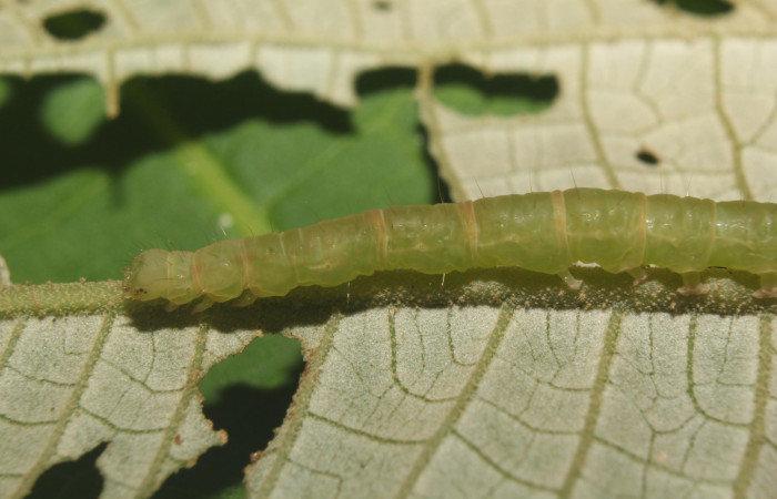 Fig. 5  Larva <i>Antiblemma lacteigera</i></i>  en último estadio mostrando cabeza y primeros segmentos.  Voucher: 17-SRNP-71443-DHJ738071.jpg