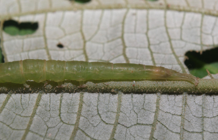 Fig .6  Larva <i> Antiblemma lacteigera</i></i>  en último estadio mostrando parte de los últimos segmentos. Voucher: 17-SRNP-71443-DHJ738072.jpg