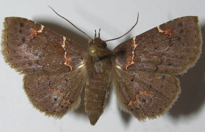 Fig.7 Adulto <i>Antiblemma lacteigera</i></i>  dorsal. Hembra. Voucher: 11-SRNP-31982-DHJ556944.jpg