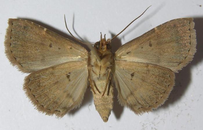 Fig.8 Adulto <i>Antiblemma lacteigera</i></i>  ventral. Hembra. Voucher: 11-SRNP-31982-DHJ556945.jpg