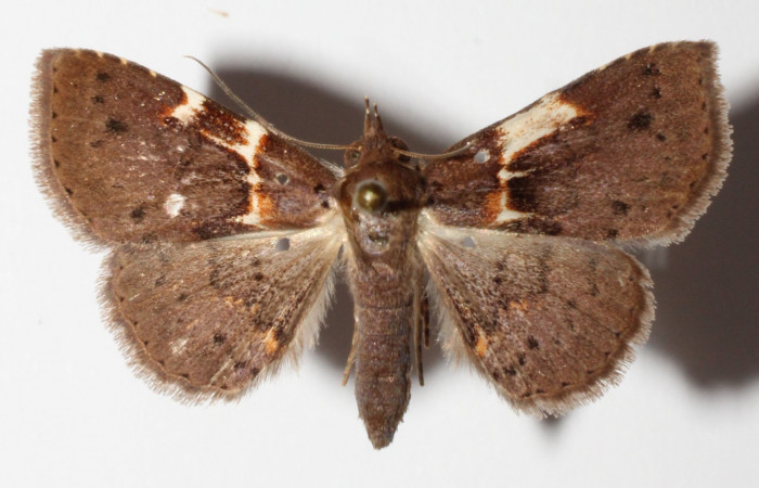 Fig.9 Adulto <i>Antiblemma lacteigera</i></i>  dorsal. macho. Voucher:  15-SRNP-80080-DHJ905728.jpg