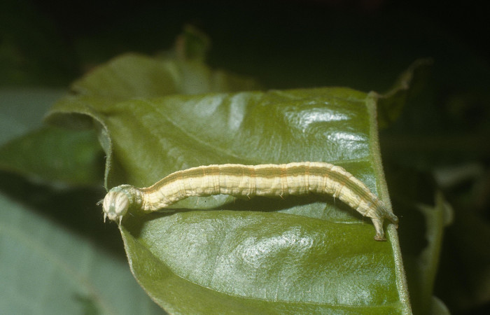 Fig.10 Vista dorsal y lateral, <i>Coenipeta umbrata</i></i> (Erebidae), se colectó 28 Febrero 2005, Sector Pitilla, Pasmompa, 440mts. (05-SRNP-30871-DHJ88667.jpg.).