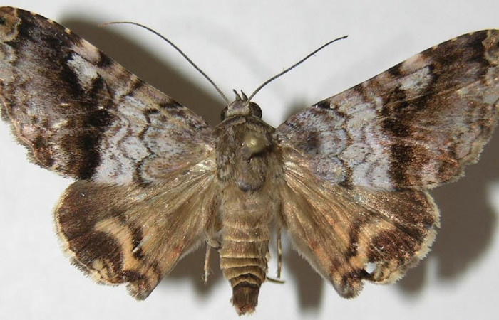 Fig.3 Vista dorsal de adulto <i>Coenipeta umbrata</i></i> (Erebidae), eclosionó 15 de Diciembre 2007, Sector Pitilla, Berlin 305mts. (07-SRNP-33721-DHJ388474.jpg).