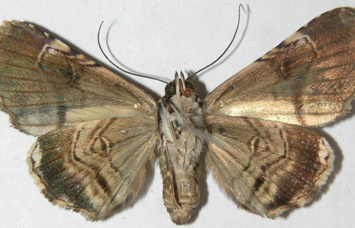 Fig.4 Vista ventral, <i>Coenipeta umbrata</i></i> (Erebidae), eclosionó 14 diciembre 2007, Sector Pitilla, Berlin, 305mts. (07-SRNP-33722-DHJ388479.jpg).