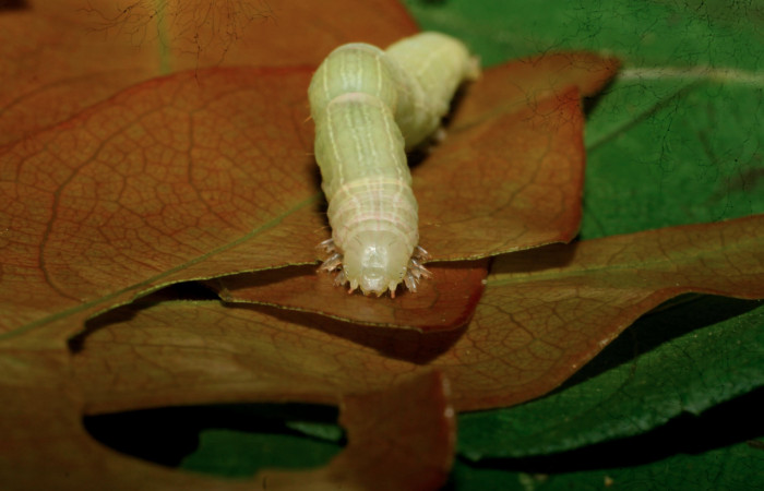 Fig.5 Vista Frontal, <i>Coenipeta phasis</i></i> (Erebidae), se colectó 14 Diciembre 2007, Sector Mundo Nuevo, Vado Miramonte, 305mts. (07-SRNP-61033-DHJ435228.jpg.).