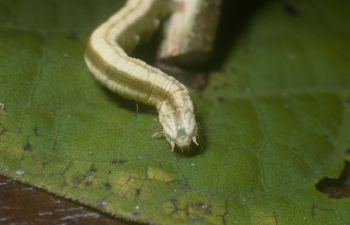 Fig.8 Vista Frontal,<i>Coenipeta umbrata</i></i>Erebidae), se colectó 28 Febrero 2005, Sector Pitilla, Pasmompa, 440mts. (05-SRNP-30871-DHJ88674.jpg.).
