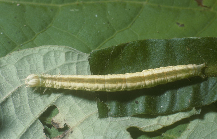 Fig.9 Vista dorsal, <i>Coenipeta umbrata</i></i> (Erebidae), se colectó 28 Febrero 2005, Sector Pitilla, Pasmompa, 440mts. (05-SRNP-30871-DHJ88672.jpg.).