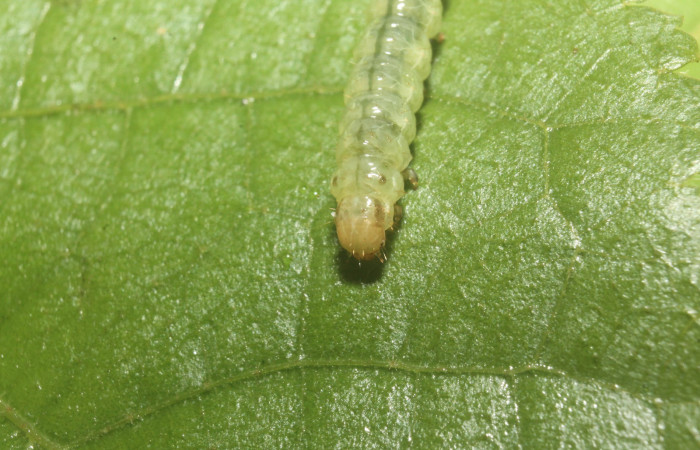 Fig. 10 Larva <i>Microthyris alvinalis</i></i>, mostrando la parte cabeza en <i>Combretum fruticosum</i></i>, (Combretacae). Voucher: 14-SRNP-76428-DHJ716168.jpg.