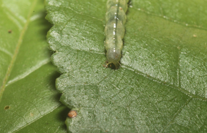 Fig. 11 Larva <i>Microthyris alvinalis</i></i>, mostrando la parte trasera en <i>Combretum fruticosum</i></i>, (Combretacae). Voucher: 14-SRNP-76428-DHJ716167.jpg.