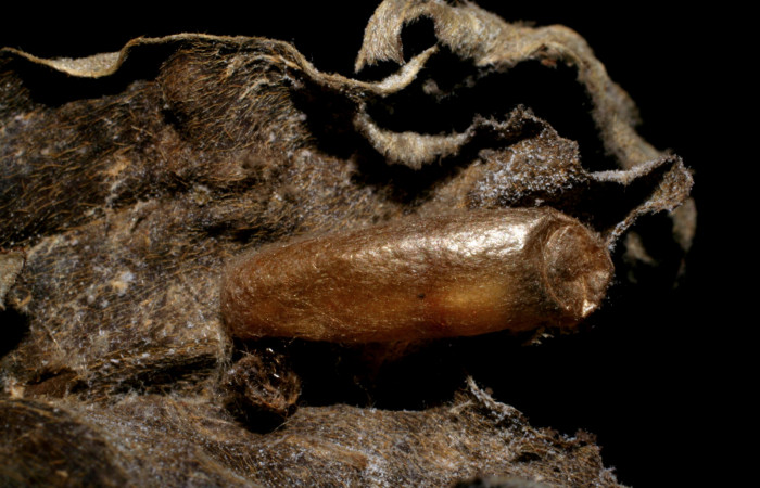 Fig. 12 Capullo del parásito <i>Eiphosoma macrum</i></i>DHJ04, familia Ichneumonidae Voucher: 07-SRNP-31197-DHJ448454.jpg.