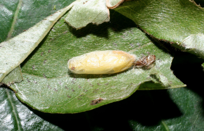 Fig. 13 Capullo del parásito <i>Alabagrus Sharkey</i></i>03, de la familia Braconidae Voucher: 09-SRNP-57127-DHJ461600.jpg.
