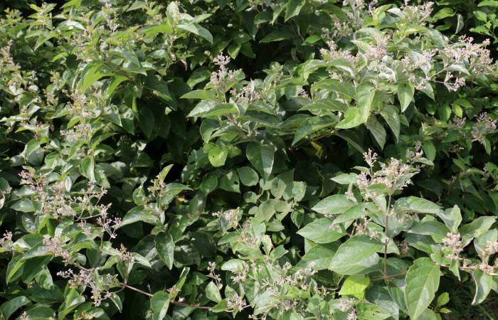 Fig.14 Planta <i>Banisteriopsis muricata</i></i> (Malpighiaceae), hospedera de <i>Microthyris alvinalis</i></i>, (Crambidae), Sector. Mundo Nuevo,Vado Ocotea, Foto,  Elieth Cantillano 30 Octubre 2019.