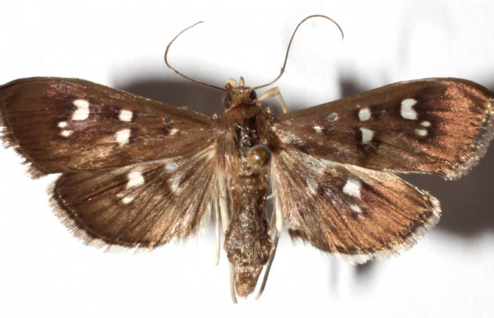 Fig.1 Adulto <i>Microthyris alvinalis</i></i>, mostrando la parte dorsal.Voucher: 12-SRNP-56223-DHJ910194.