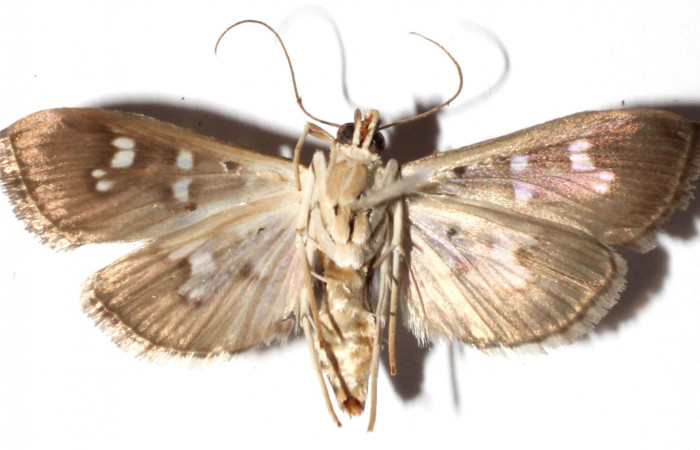 Fig. 2 Adulto <i>Microthyris alvinalis</i></i>, mostrando la parte dorsal.Voucher: 12-SRNP-56223-DHJ910195.