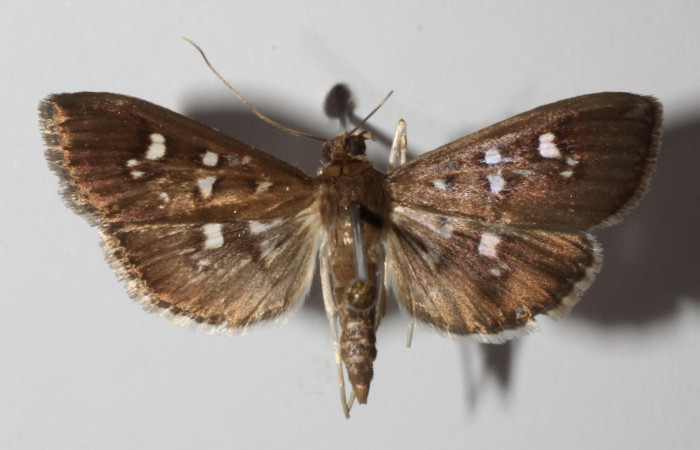 Fig. 3 Adulto <i>Microthyris alvinalis</i></i>, mostrando la parte dorsal. Voucher: 14-SRNP-76430-DHJ902096.