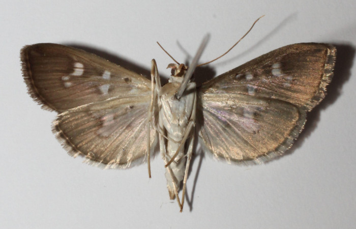 Fig. 4 Adulto <i>Microthyris alvinalis</i></i>, mostrando la parte dorsal. Voucher: 14-SRNP-76430-DHJ902097.