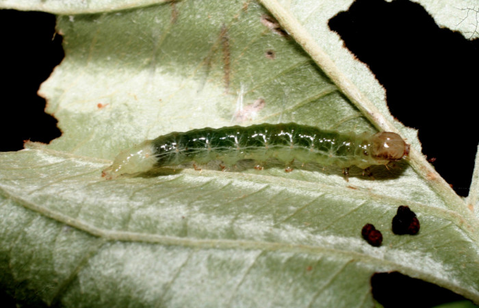 Fig. 5 Larva <i>Microthyris alvinalis</i></i>, mostrando la parte dorsal <i>Banisteriopsis muricata</i></i>, (Malpighiaceae). Voucher: 10-SRNP-56235-DHJ473320.jpg.