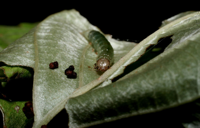 Fig. 6 Larva <i>Microthyris alvinalis</i></i>, mostrando la parte Frontal <i>Banisteriopsis muricata</i></i>,(Malpighiaceae). Voucher: 10-SRNP-56235-DHJ473323.jpg.