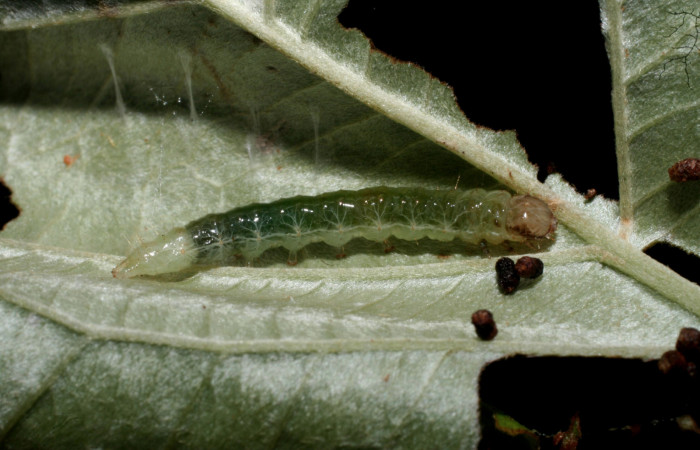 Fig. 7 Larva <i>Microthyris alvinalis</i></i>, mostrando la parte lateral entero en <i>Banisteriopsis muricata</i></i>,(Malpighiaceae). Voucher: 10-SRNP-56235-DHJ473325.jpg.