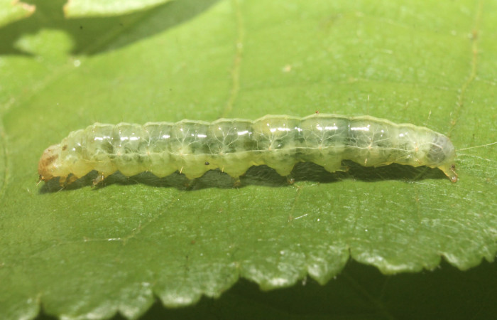 Fig. 8 Larva <i>Microthyris alvinalis</i></i>, mostrando la parte dorsal en <i>Combretum fruticosum</i></i>,(Combretacae). Voucher: 14-SRNP-76428-DHJ716169.jpg.