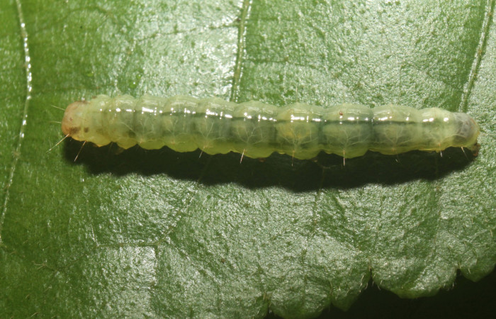Fig. 9 Larva <i>Microthyris alvinalis</i></i>, mostrando la parte lateral entero en <i>Combretum fruticosum</i></i>, (Combretacae). Voucher: 14-SRNP-76428-DHJ716170.jpg.