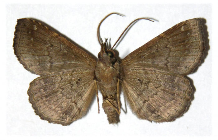 Figura 2. Adulto de <i>Phaeoblemma apicata</i></i> (Erebidae). Vista ventral, 37 mm. Voucher: 02-SRNP-6093-DHJ312251.jpg.