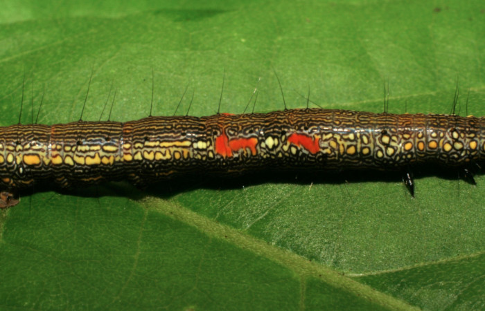 Figura 3. Larva <i>Phaeoblemma apicata</i></i> (Erebidae), vista lateral mostrando las manchas, último estadío, 42 mm. Foto: 21/agosto/2005. Voucher: 05-SRNP-42272-DHJ407605.jpg.