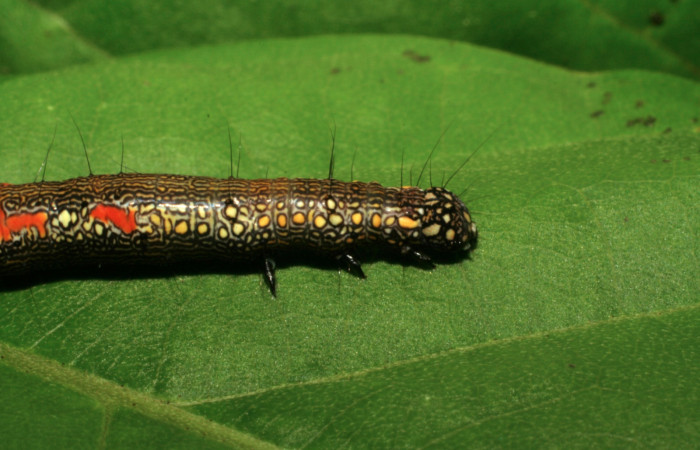 Figura 17. Larva <i>Phaeoblemma apicata</i></i> (Erebidae), vista lateral torax, último estadío, 42 mm. Foto: 21/Agosto/2005. Voucher: 05-SRNP-42272-DHJ407606.jpg.