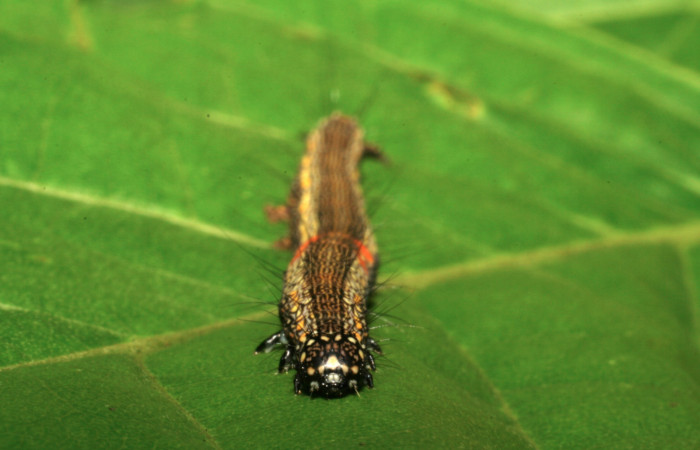 Figura 18. Larva <i>Phaeoblemma apicata</i></i> (Erebidae), cabeza de frente, último estadío, 42 mm. Foto: 21/Agosto/2005. Voucher: 05-SRNP-42272-DHJ407610.jpg.